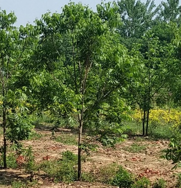 合肥碧根果核桃树 安徽苗圃5-8公分精品碧根果核桃树