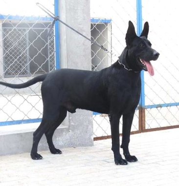 黑狼犬幼犬血统纯正大型看家护院猛犬疫苗齐全