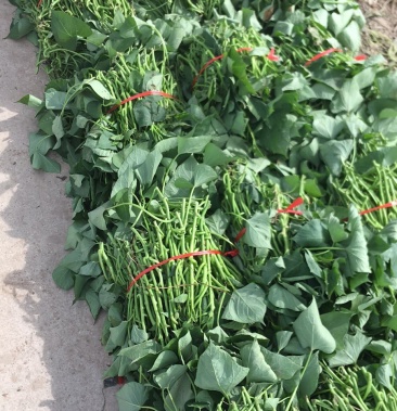 西瓜红,龙薯九,商薯19澳洲紫白,脱毒红薯苗