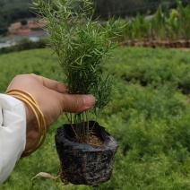 福建漳州基地天门冬中袋.大袋，杯苗供应欢迎全国老板采购