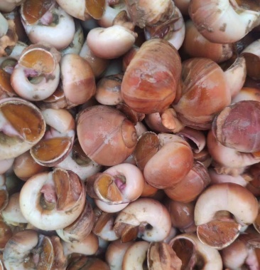 [香螺批发]精品红香螺,常年供应有量,适用于各大酒店餐厅,市场价格19.