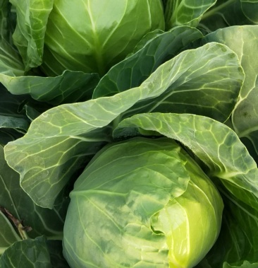 大棚茴子白大量上市一手货源