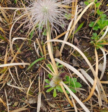 白头翁白头翁中药材