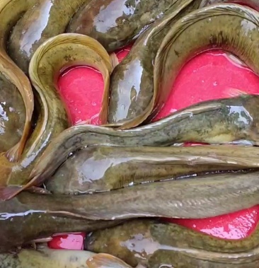 塘角鱼塘虱鱼苗价格可议量大从优