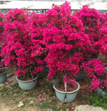 [四季红三角梅批发]四季红三角梅价格80.00元/棵 - 一亩田