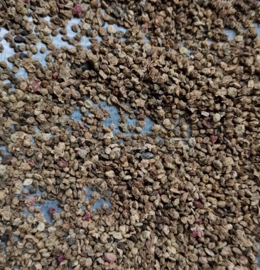 [地肤子批发]地肤籽价格8.00元/斤 - 一亩田