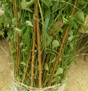 大量出售优质青梅苗