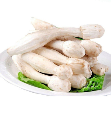 新鲜鸡腿菇 基地直采 可批发