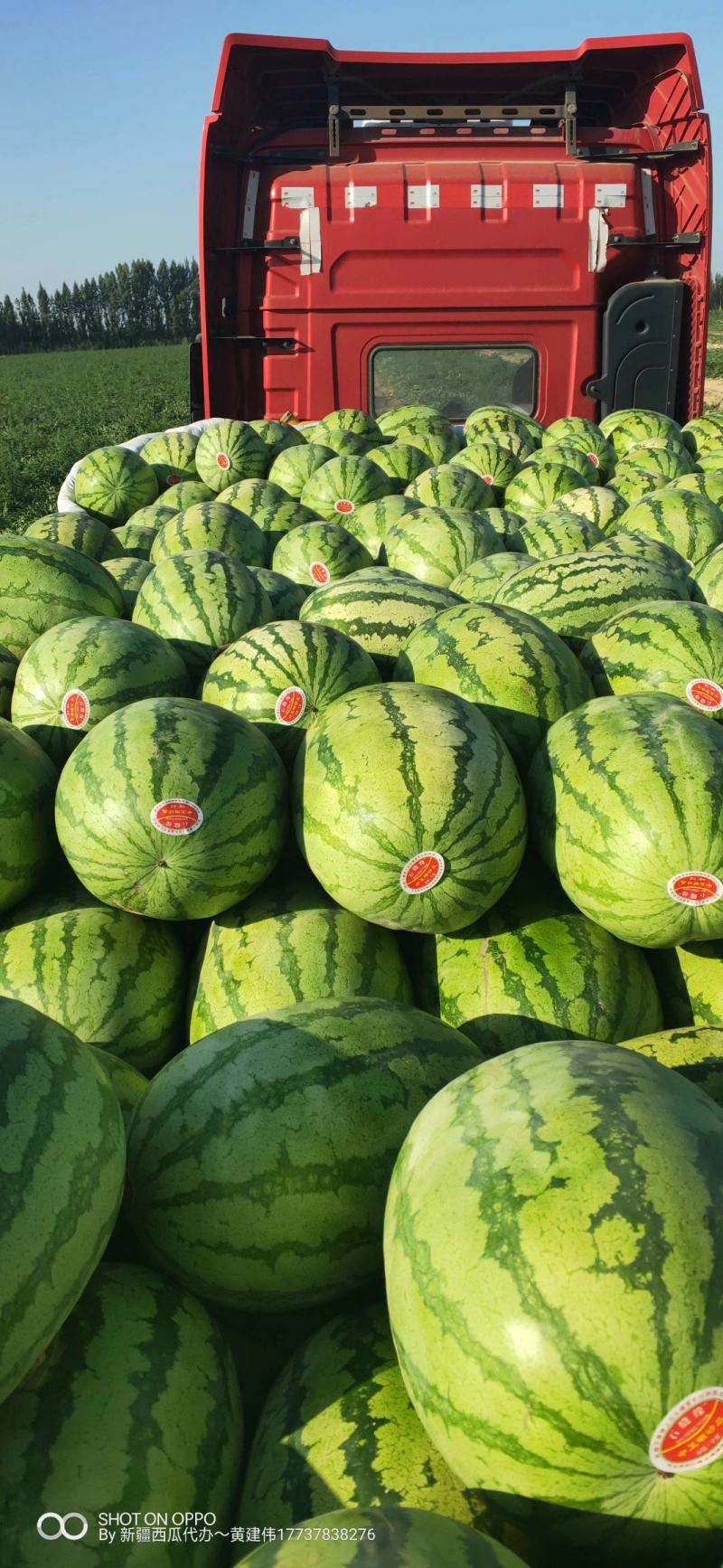 [硒砂瓜批发]新疆吐鲁番鄯善县西瓜 0.