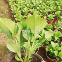 绿化绣球现货价格低