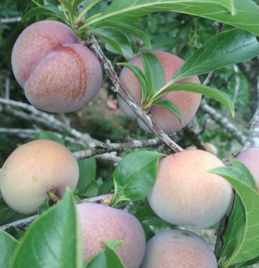 新品种爽口三华李大量上市每天摘量3000斤起