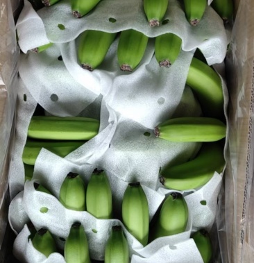 越南香蕉,大面积种植,产地直供,欢迎有市场的老板前来洽谈