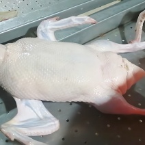 鲜鸭，开膛白条无杂