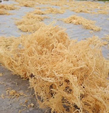 清水龙须菜无盐无糖中细毛泡发率高