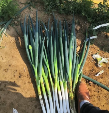 急售钢葱价格低到你不敢相信!