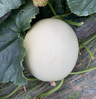 头批玉菇欢迎各位老板采购南汇老港