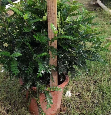 [清香木批发]清香木价格5.00元/棵 - 一亩田