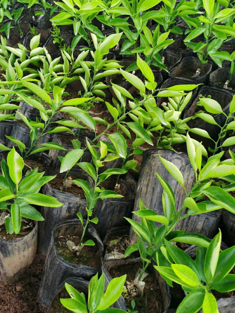 种苗 阳光一号 桔柚 柑橘新品种   早熟品种