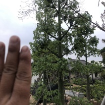 大量供应美丽异木棉10-12-15-18-20分