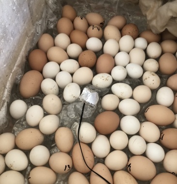 婆罗门鸡苗 自家养殖!自家孵化的 需要的朋友联系