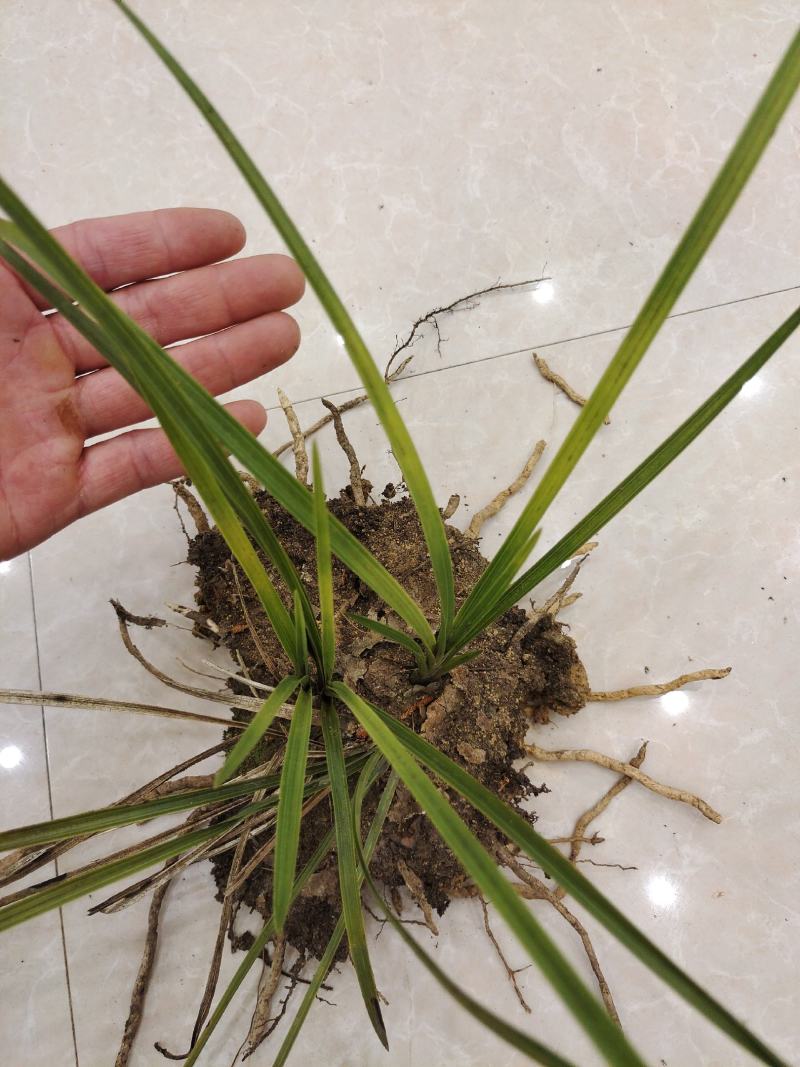 陕西安康汉滨区兰花 300.00元/棵惠兰班草