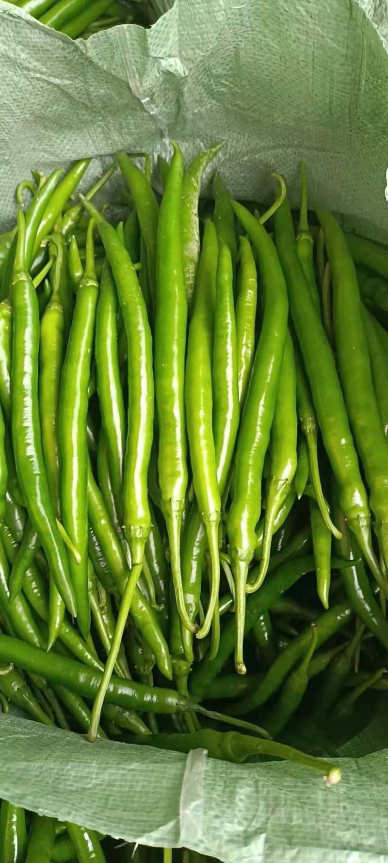 8号线椒大量上市,需要收购的老板联系我!