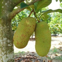泰国榴莲菠萝蜜苗菠萝蜜苗进口杯苗带叶带土发货