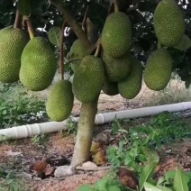 马来西亚一号菠萝蜜苗菠萝蜜苗果实大产量高包邮