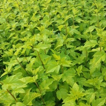 营养杯金叶枫箱果高60厘米杯子13/15厘米