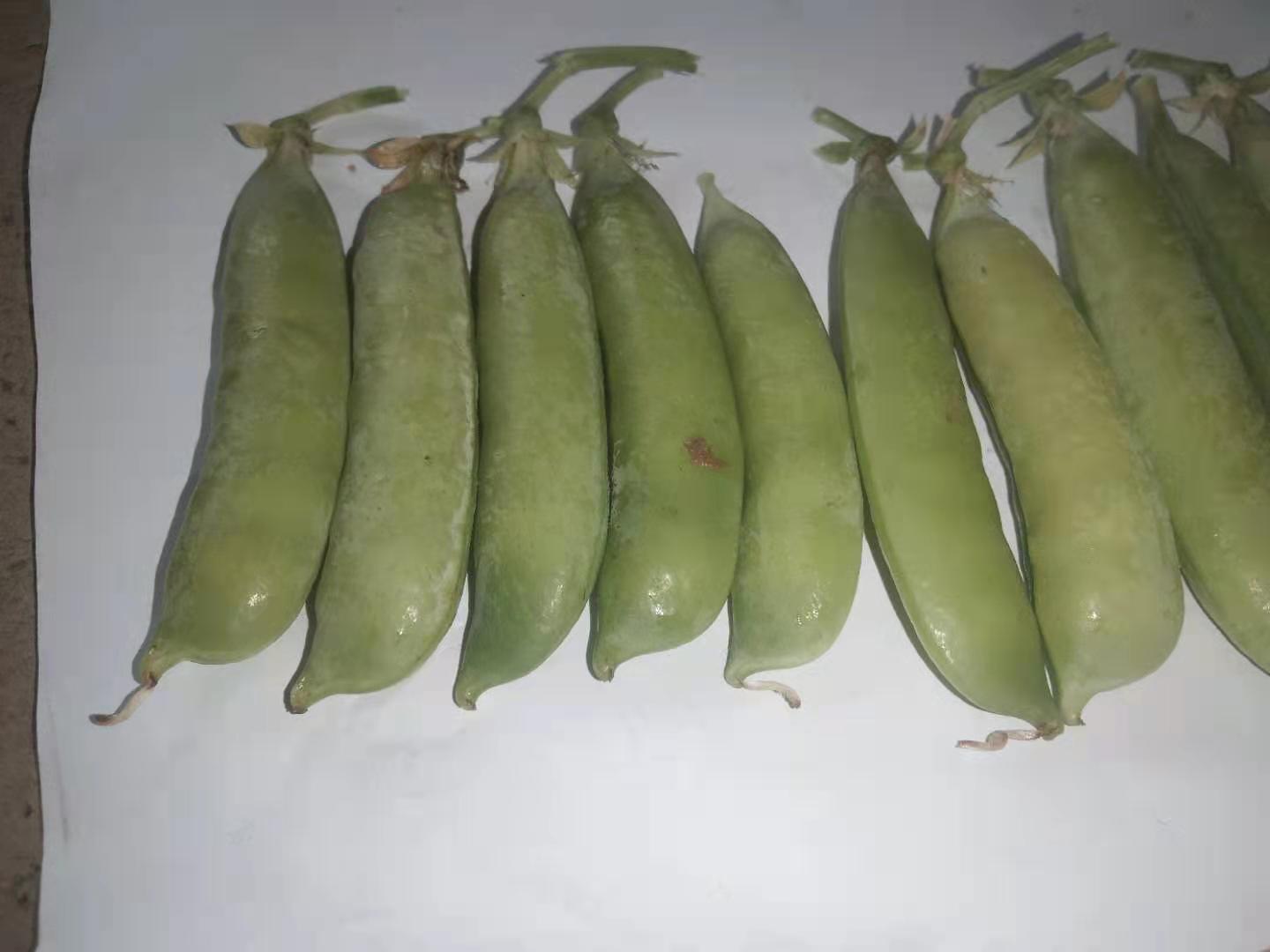 新鲜与变质青豌豆对比图