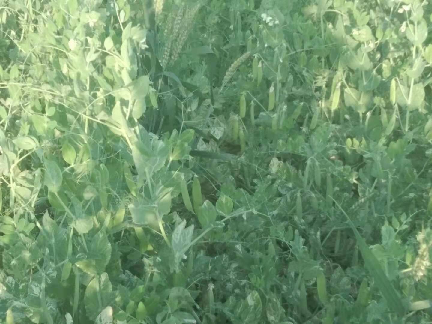 图示展示豌豆与蚕豆在植物分类中的位置,强调两者虽同属豆科但分属不同属 豌豆与蚕豆植物分类图