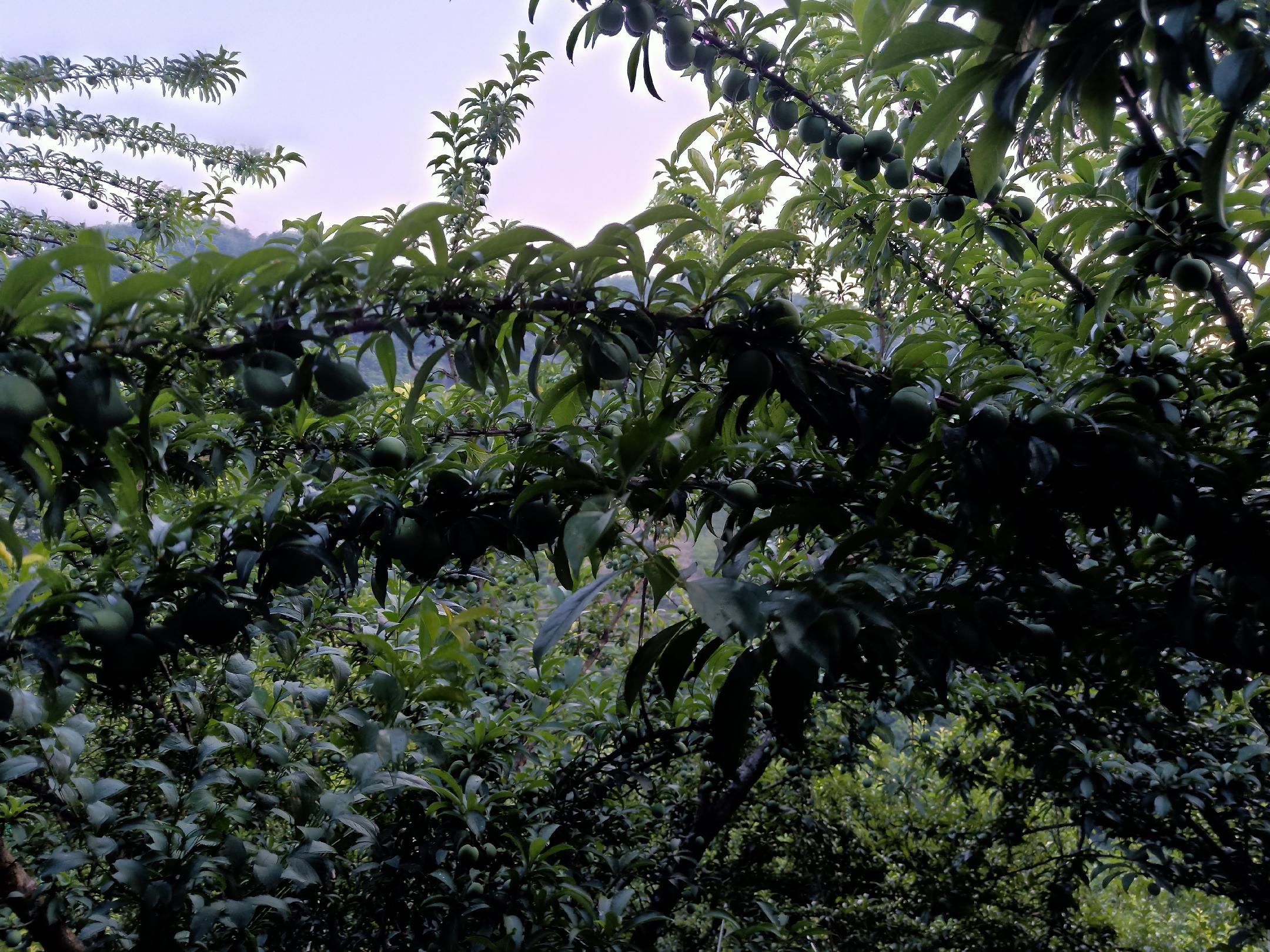 一名技术人员正在使用修枝剪对一棵青脆李树进行夏季摘心与拉枝处理,树体呈自然开心形结构,阳光透过叶片照射,背景为整齐排列的李园,地面覆盖黑色地膜 李子树整形修剪现场图