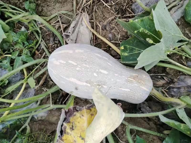 蜜本南瓜成熟果实特写