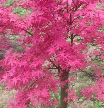 红枫红小袖是枫树中的新品种叶子漂亮红的时间长袋苗地苗