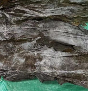 新货 整颗海带盐渍海带全干海带 海带皮散装海产品批发货源