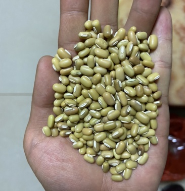 [竹豆批发]精选绿竹豆,昆明装车,大小都有价格6300.00元/吨 - 一亩田