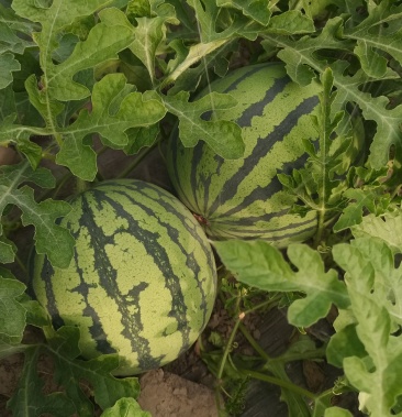 东台8424西瓜现以大量上市品质优口感爽脆甜