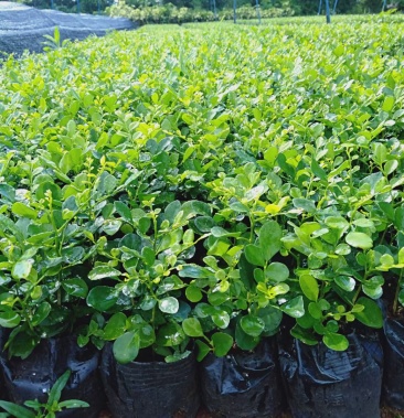 九里香七斤袋白布袋球形大小规格齐全物美价廉