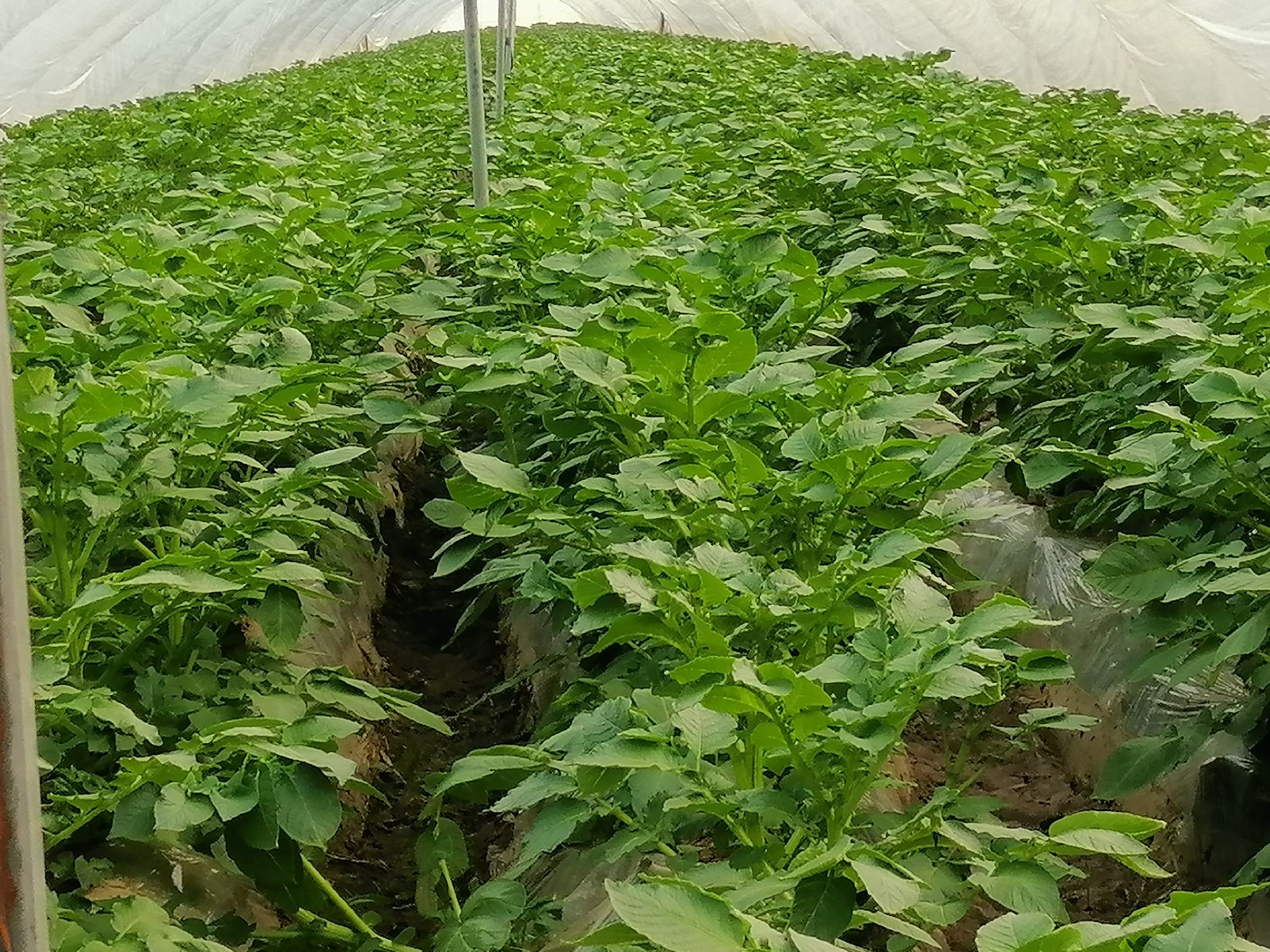 荷兰十五土豆植株田间生长实景