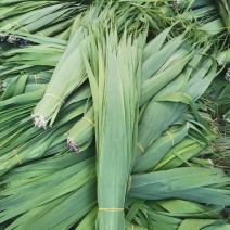 芦苇叶粽叶芦苇粽叶粽子叶包粽子用芦苇叶