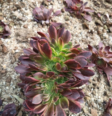 [多肉植物批发]万圣节锦缀化价格1.00元/棵 - 一亩田
