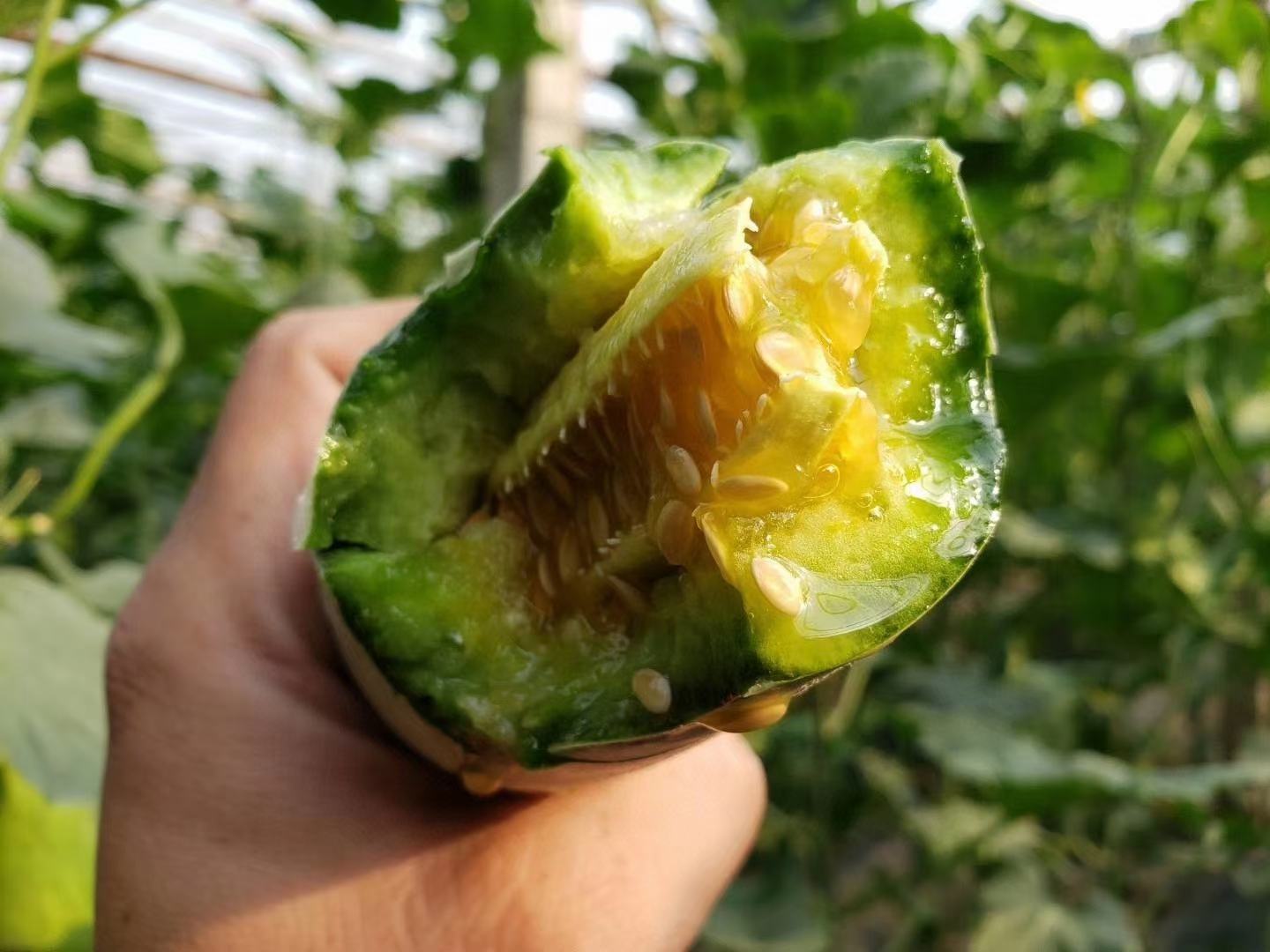 羊角蜜甜瓜切开后露出金黄色果肉与絮状瓤