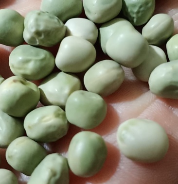 美国方粒豌豆泡发后颜色全青易煮赶集跑量餐馆食堂96斤一件