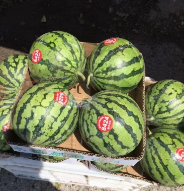 [8424西瓜批发]东台8424头茬瓜价格2.20元/斤 - 一亩田