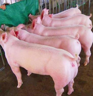 美系母猪品种图片