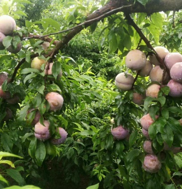 [三华李子批发]粤北高山山华李价格2.60元/斤 - 一亩田