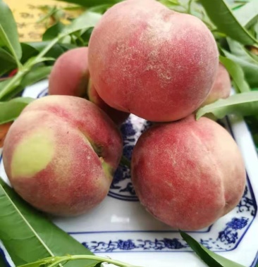 [桃批发]罗甸四月桃价格3.00元/斤 - 一亩田