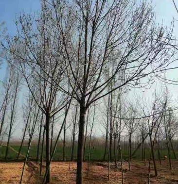 精品国槐5—35公分 金枝国槐5-15公分