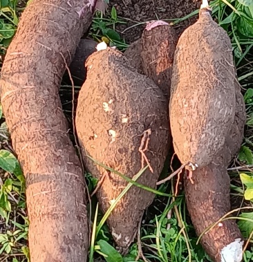 [木薯批发]新鲜木薯价格3.50元/斤 - 一亩田