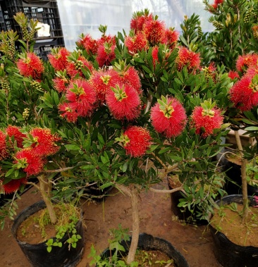 盆栽红千层树苗串钱柳垂枝红千层金宝树红千层花四季常青花卉